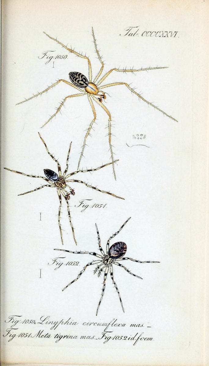Die Arachniden :.NÃ¼rnberg :In der C. H. Zeh'schen Buchhandlung,1831-1848.  | Arachnida  | Vintage Print Reproduction 470904