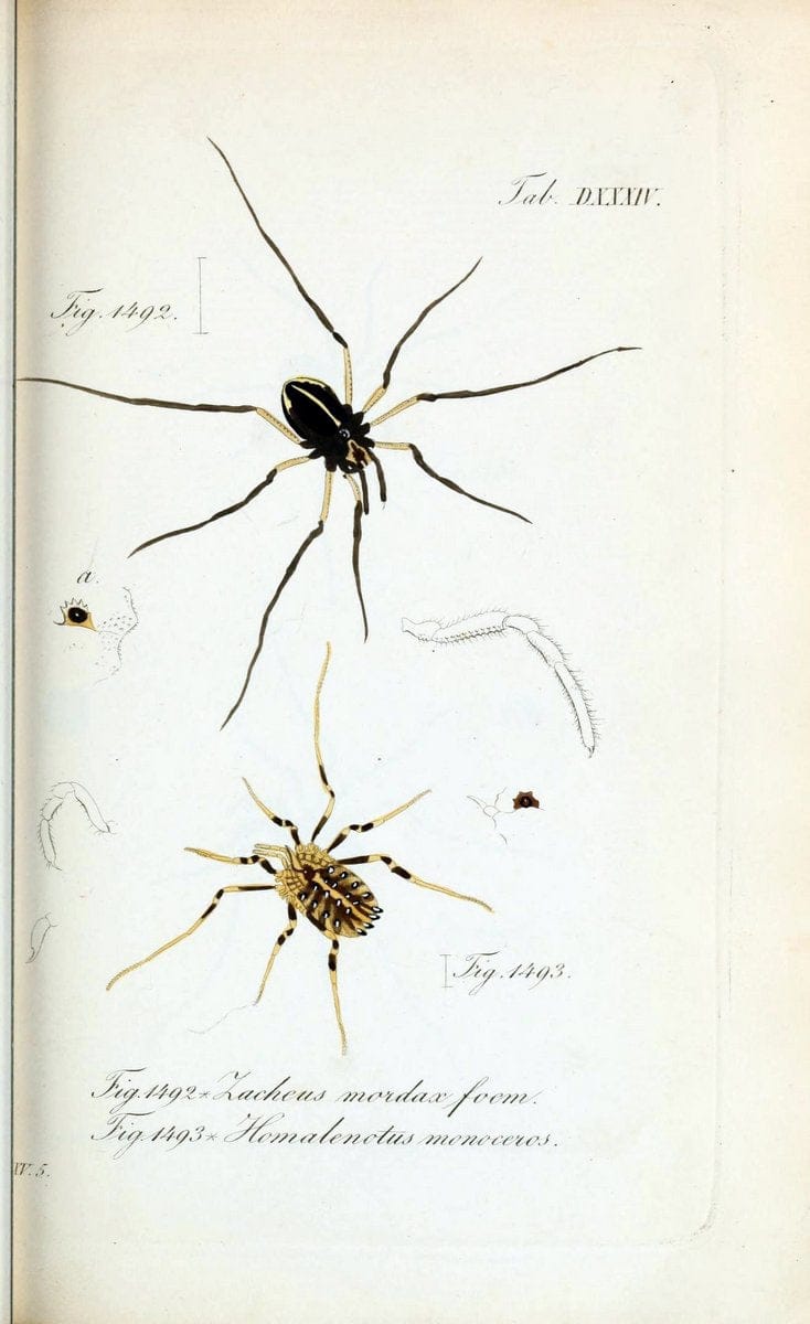 Die Arachniden :.NÃ¼rnberg :In der C. H. Zeh'schen Buchhandlung,1831-1848.  | Arachnida  | Vintage Print Reproduction 470905