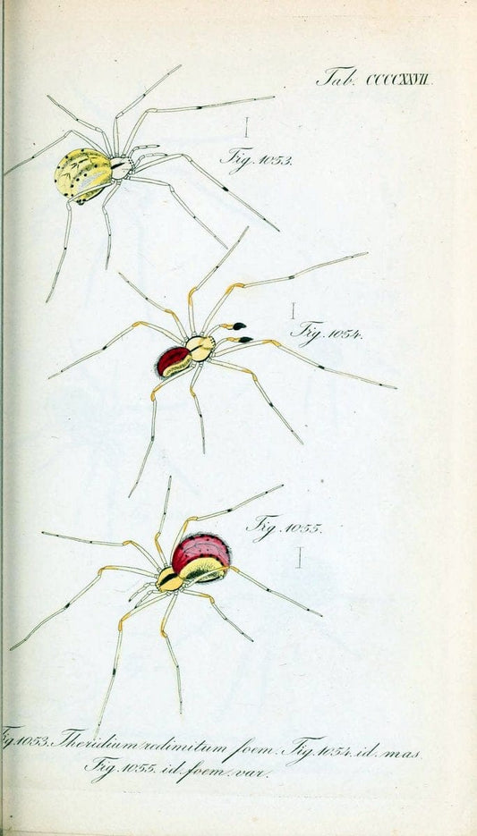 Die Arachniden :.NÃ¼rnberg :In der C. H. Zeh'schen Buchhandlung,1831-1848.  | Arachnida  | Vintage Print Reproduction 470906