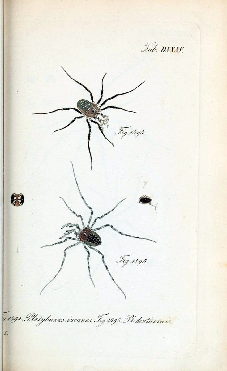 Die Arachniden :.NÃ¼rnberg :In der C. H. Zeh'schen Buchhandlung,1831-1848.  | Arachnida  | Vintage Print Reproduction 470907