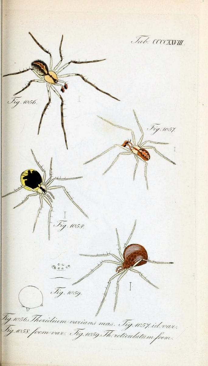 Die Arachniden :.NÃ¼rnberg :In der C. H. Zeh'schen Buchhandlung,1831-1848.  | Arachnida  | Vintage Print Reproduction 470908