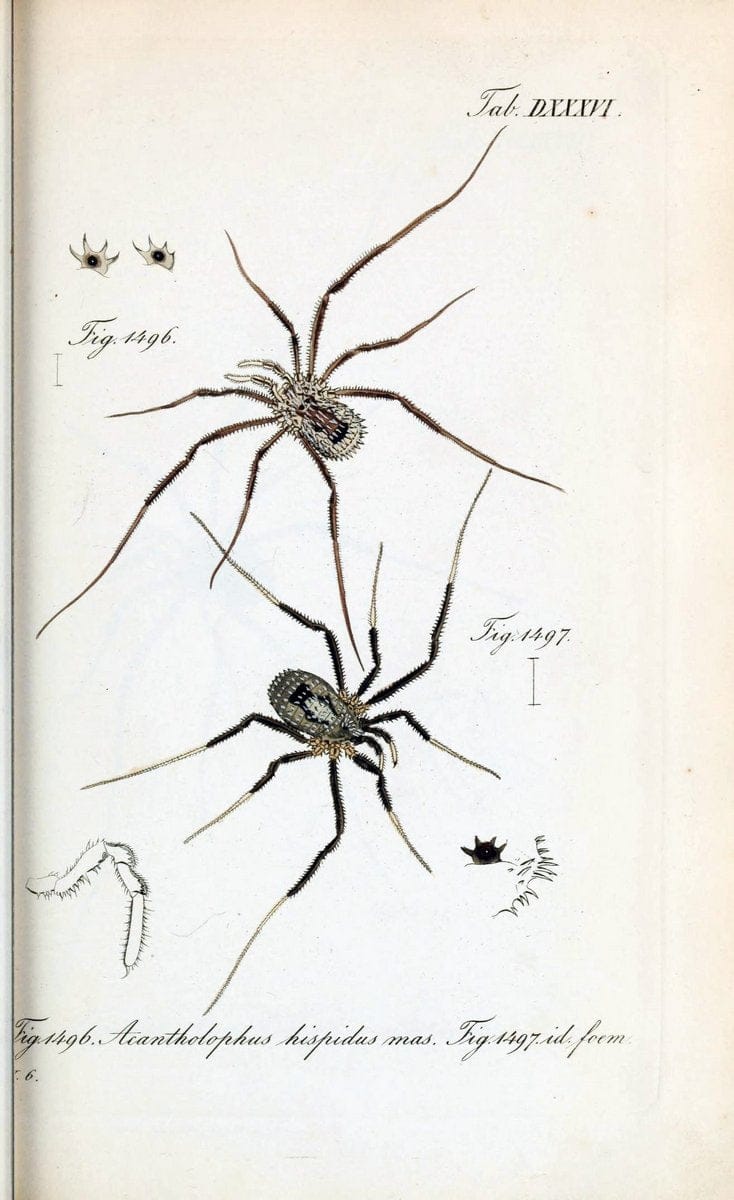 Die Arachniden :.NÃ¼rnberg :In der C. H. Zeh'schen Buchhandlung,1831-1848.  | Arachnida  | Vintage Print Reproduction 470909