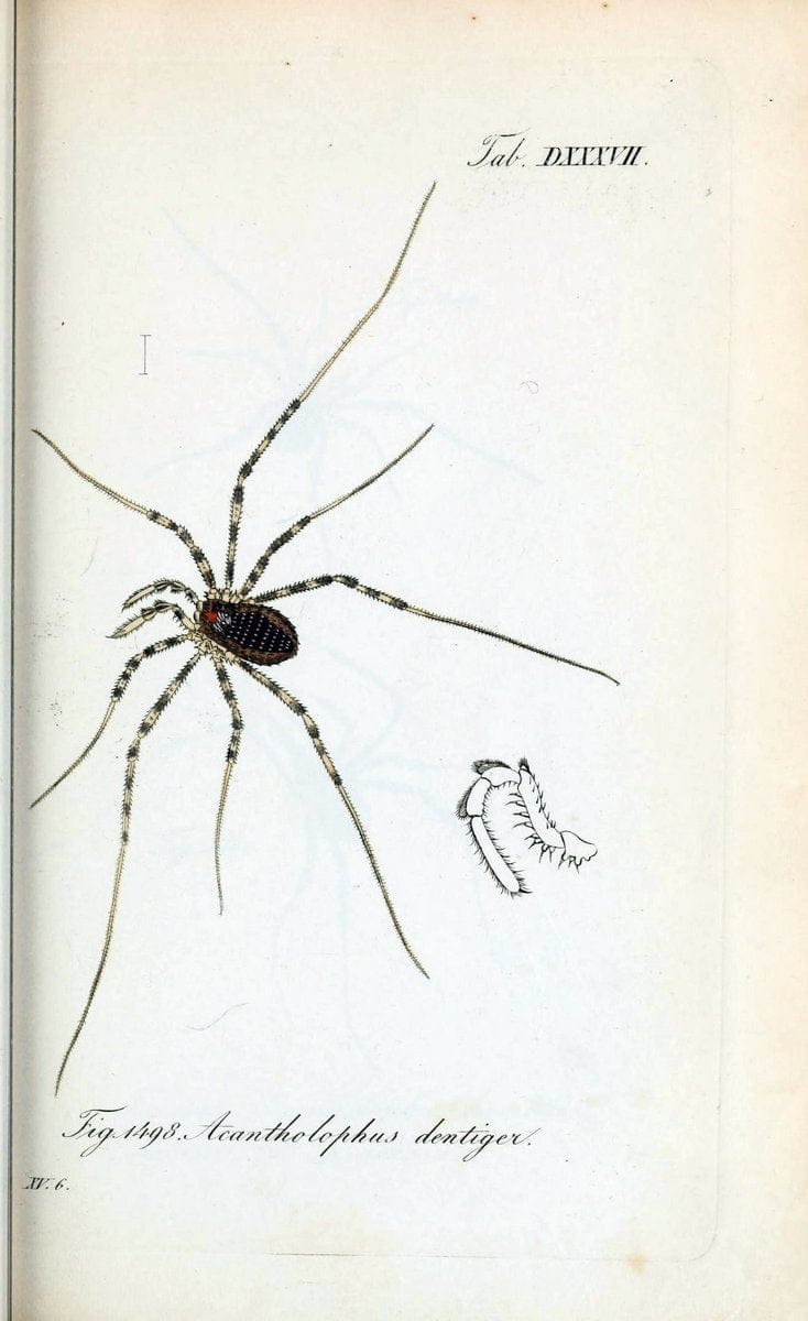 Die Arachniden :.NÃ¼rnberg :In der C. H. Zeh'schen Buchhandlung,1831-1848.  | Arachnida  | Vintage Print Reproduction 470911