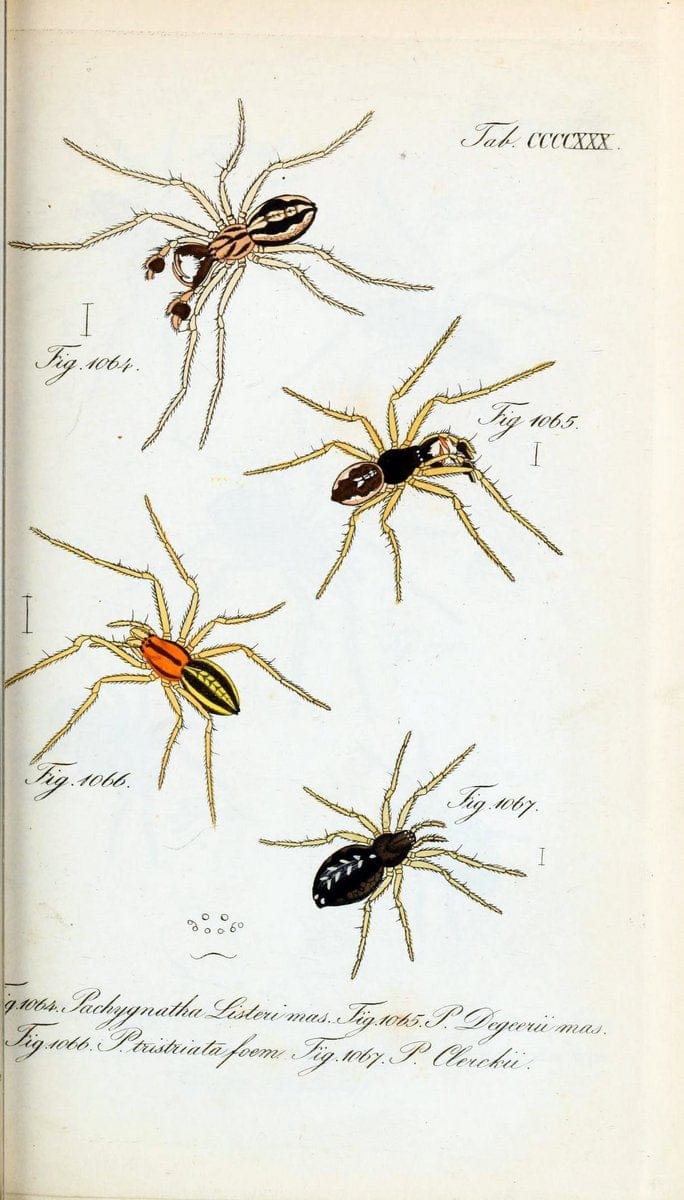 Die Arachniden :.NÃ¼rnberg :In der C. H. Zeh'schen Buchhandlung,1831-1848.  | Arachnida  | Vintage Print Reproduction 470912