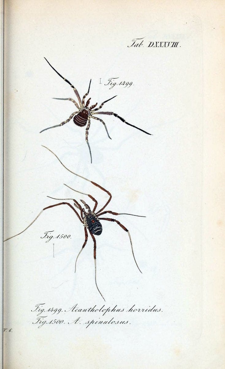 Die Arachniden :.NÃ¼rnberg :In der C. H. Zeh'schen Buchhandlung,1831-1848.  | Arachnida  | Vintage Print Reproduction 470913