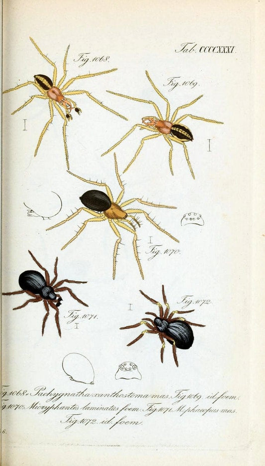 Die Arachniden :.NÃ¼rnberg :In der C. H. Zeh'schen Buchhandlung,1831-1848.  | Arachnida  | Vintage Print Reproduction 470914
