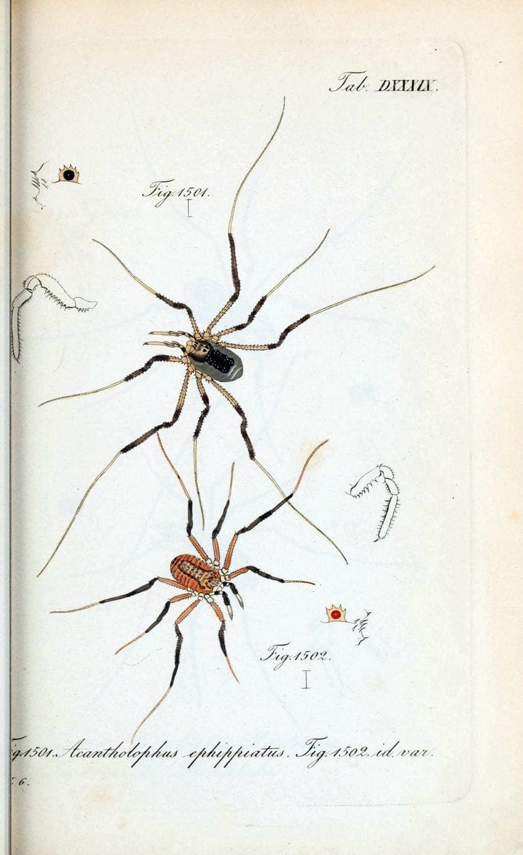 Die Arachniden :.NÃ¼rnberg :In der C. H. Zeh'schen Buchhandlung,1831-1848.  | Arachnida  | Vintage Print Reproduction 470915