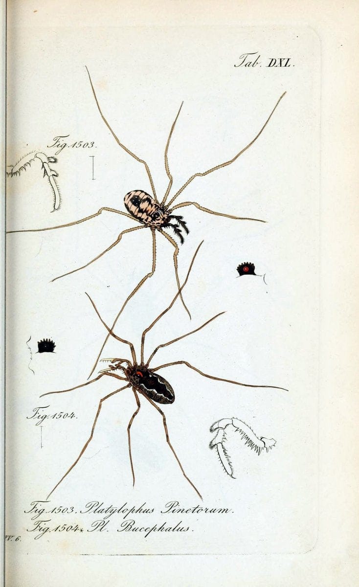 Die Arachniden :.NÃ¼rnberg :In der C. H. Zeh'schen Buchhandlung,1831-1848.  | Arachnida  | Vintage Print Reproduction 470917