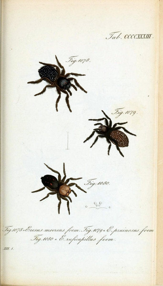 Die Arachniden :.NÃ¼rnberg :In der C. H. Zeh'schen Buchhandlung,1831-1848.  | Arachnida  | Vintage Print Reproduction 470918