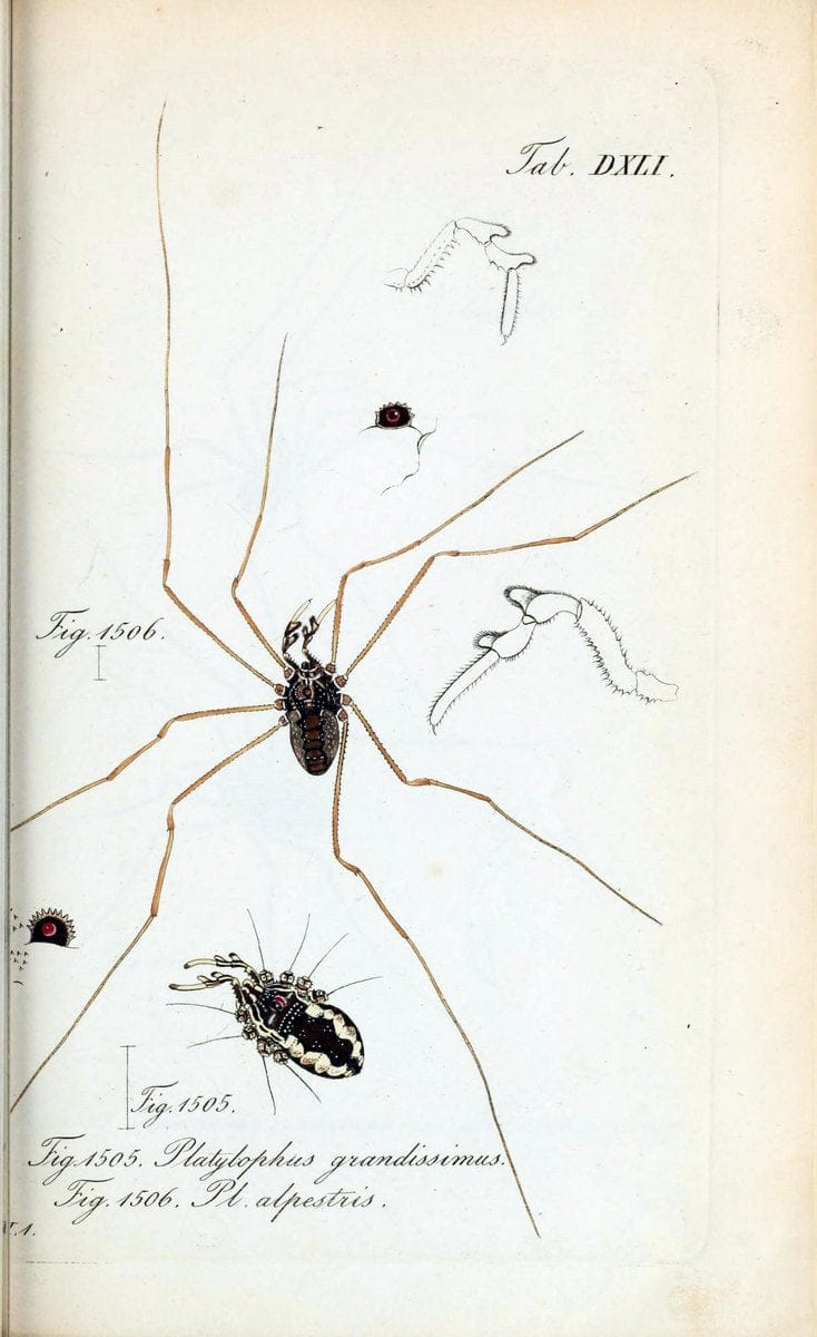 Die Arachniden :.NÃ¼rnberg :In der C. H. Zeh'schen Buchhandlung,1831-1848.  | Arachnida  | Vintage Print Reproduction 470919