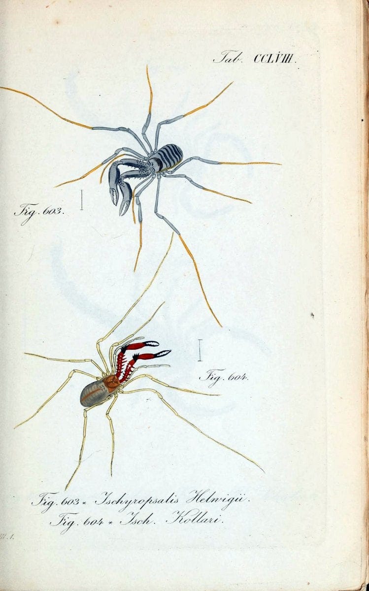 Die Arachniden :.NÃ¼rnberg :In der C. H. Zeh'schen Buchhandlung,1831-1848.  | Arachnida  | Vintage Print Reproduction 470920