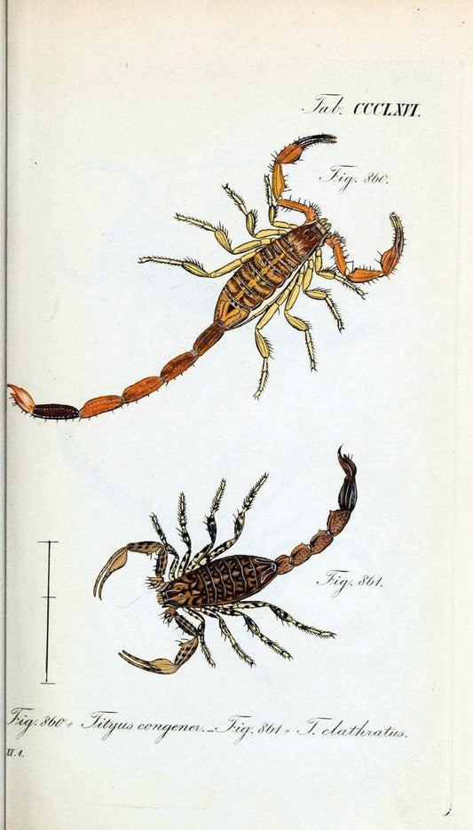 Die Arachniden :.NÃ¼rnberg :In der C. H. Zeh'schen Buchhandlung,1831-1848.  | Arachnida  | Vintage Print Reproduction 470921