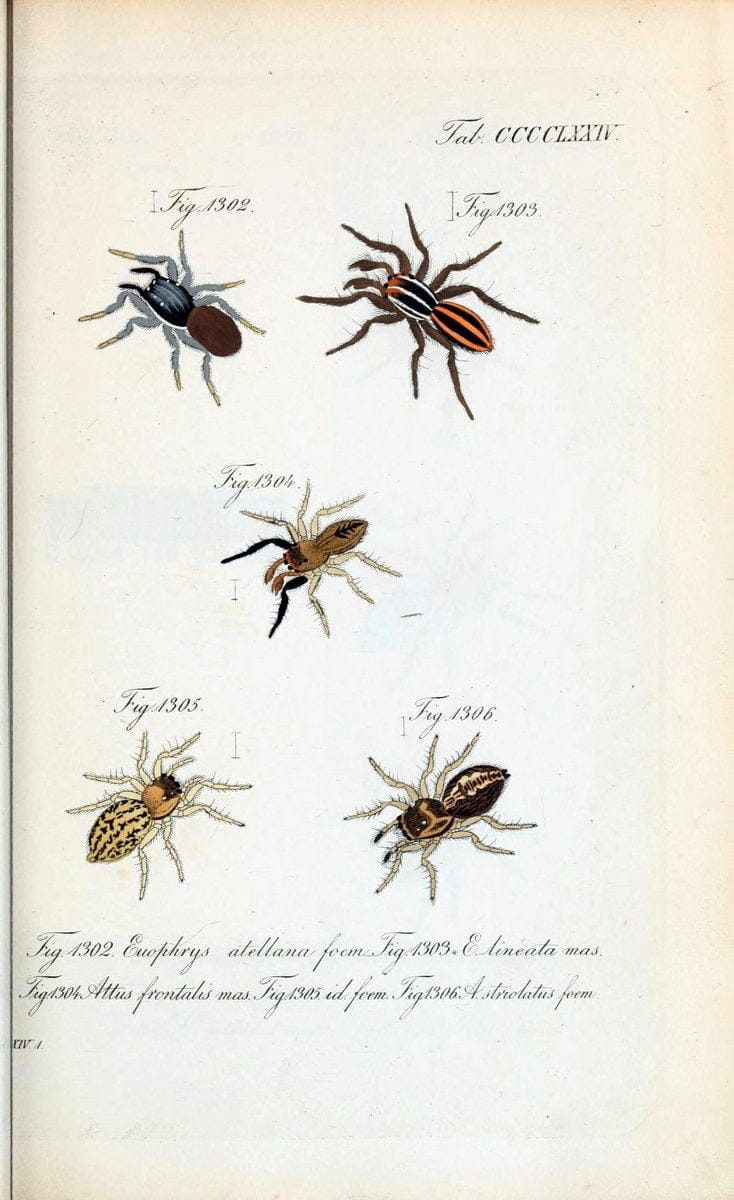 Die Arachniden :.NÃ¼rnberg :In der C. H. Zeh'schen Buchhandlung,1831-1848.  | Arachnida  | Vintage Print Reproduction 470922