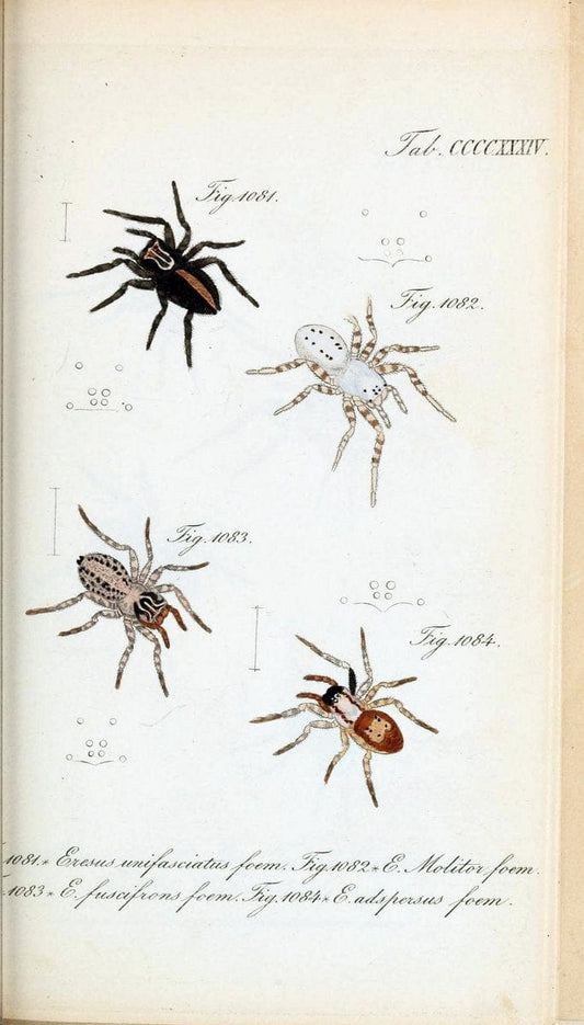 Die Arachniden :.NÃ¼rnberg :In der C. H. Zeh'schen Buchhandlung,1831-1848.  | Arachnida  | Vintage Print Reproduction 470923