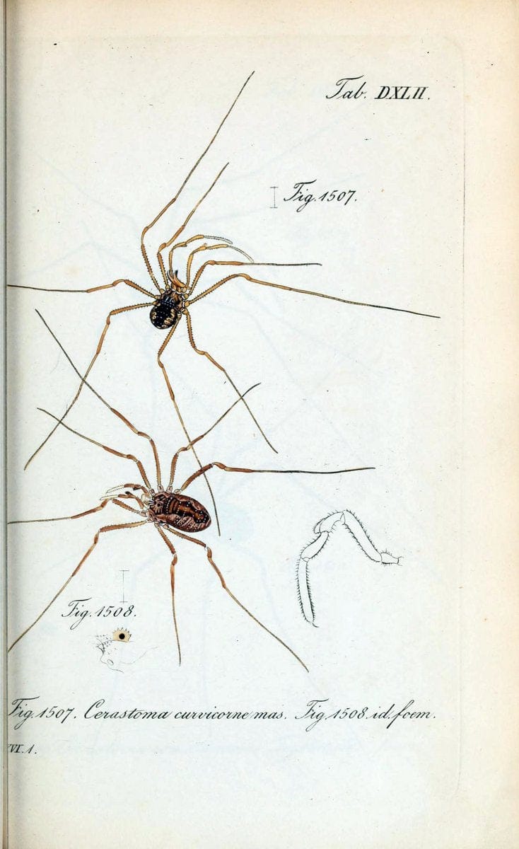 Die Arachniden :.NÃ¼rnberg :In der C. H. Zeh'schen Buchhandlung,1831-1848.  | Arachnida  | Vintage Print Reproduction 470924