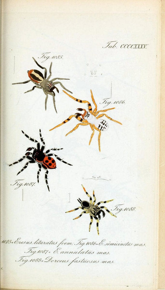 Die Arachniden :.NÃ¼rnberg :In der C. H. Zeh'schen Buchhandlung,1831-1848.  | Arachnida  | Vintage Print Reproduction 470925
