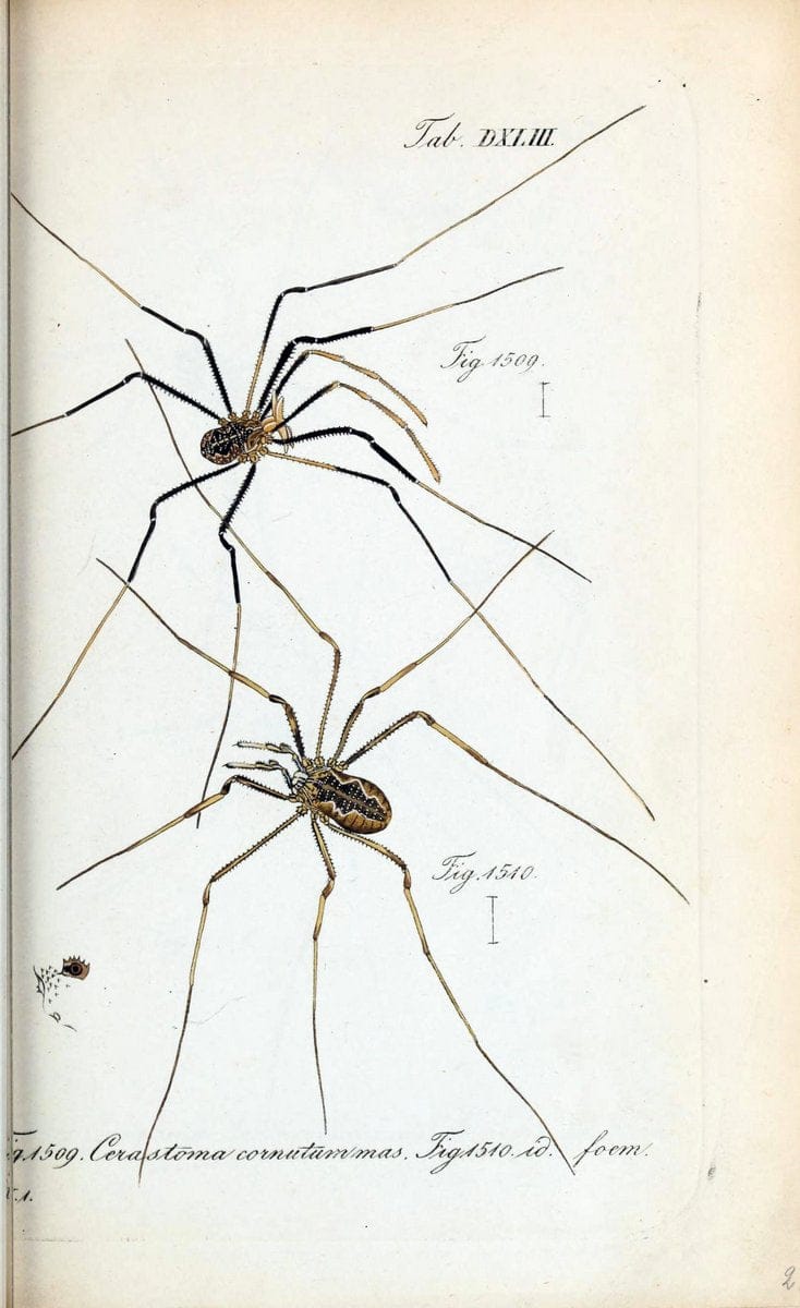 Die Arachniden :.NÃ¼rnberg :In der C. H. Zeh'schen Buchhandlung,1831-1848.  | Arachnida  | Vintage Print Reproduction 470926
