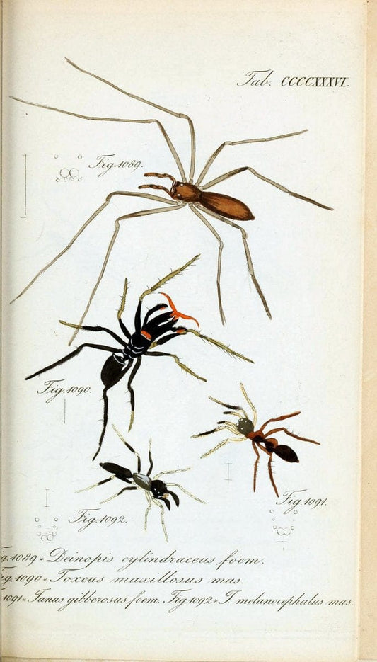 Die Arachniden :.NÃ¼rnberg :In der C. H. Zeh'schen Buchhandlung,1831-1848.  | Arachnida  | Vintage Print Reproduction 470927