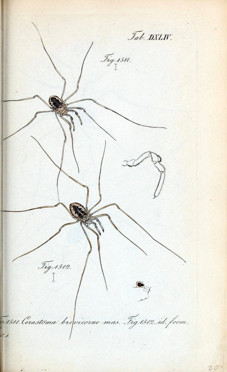 Die Arachniden :.NÃ¼rnberg :In der C. H. Zeh'schen Buchhandlung,1831-1848.  | Arachnida  | Vintage Print Reproduction 470928