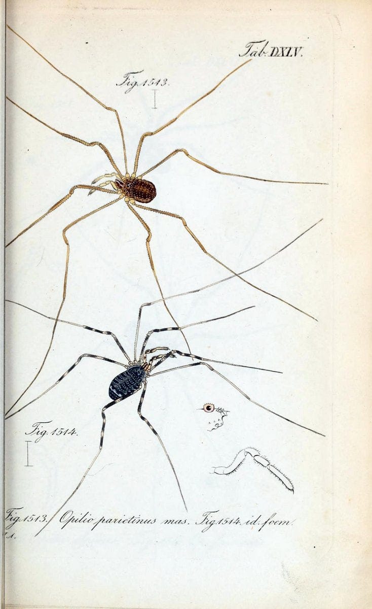 Die Arachniden :.NÃ¼rnberg :In der C. H. Zeh'schen Buchhandlung,1831-1848.  | Arachnida  | Vintage Print Reproduction 470930