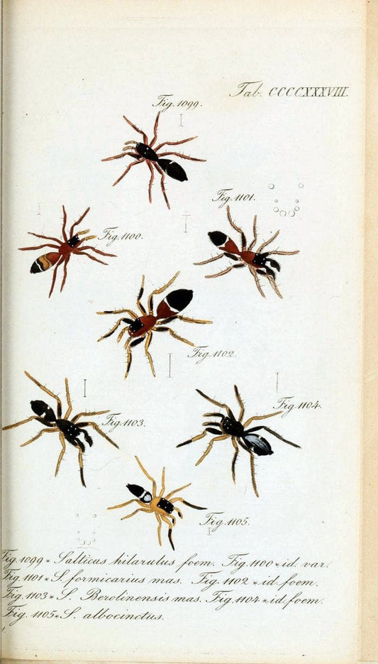 Die Arachniden :.NÃ¼rnberg :In der C. H. Zeh'schen Buchhandlung,1831-1848.  | Arachnida  | Vintage Print Reproduction 470931