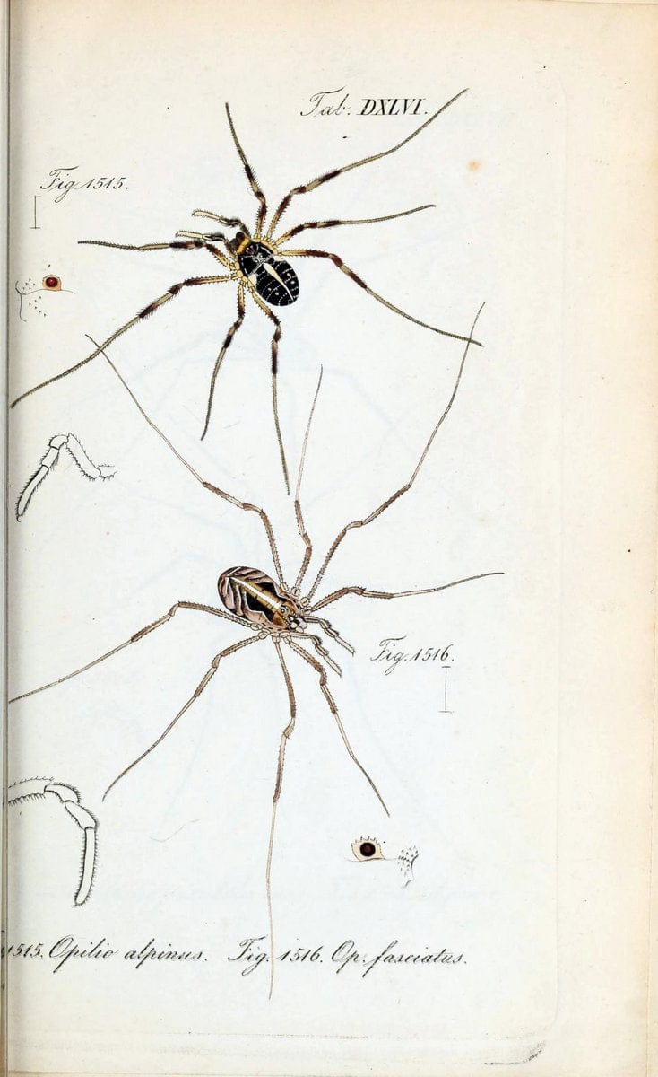 Die Arachniden :.NÃ¼rnberg :In der C. H. Zeh'schen Buchhandlung,1831-1848.  | Arachnida  | Vintage Print Reproduction 470932