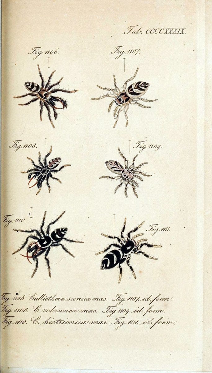 Die Arachniden :.NÃ¼rnberg :In der C. H. Zeh'schen Buchhandlung,1831-1848.  | Arachnida  | Vintage Print Reproduction 470933