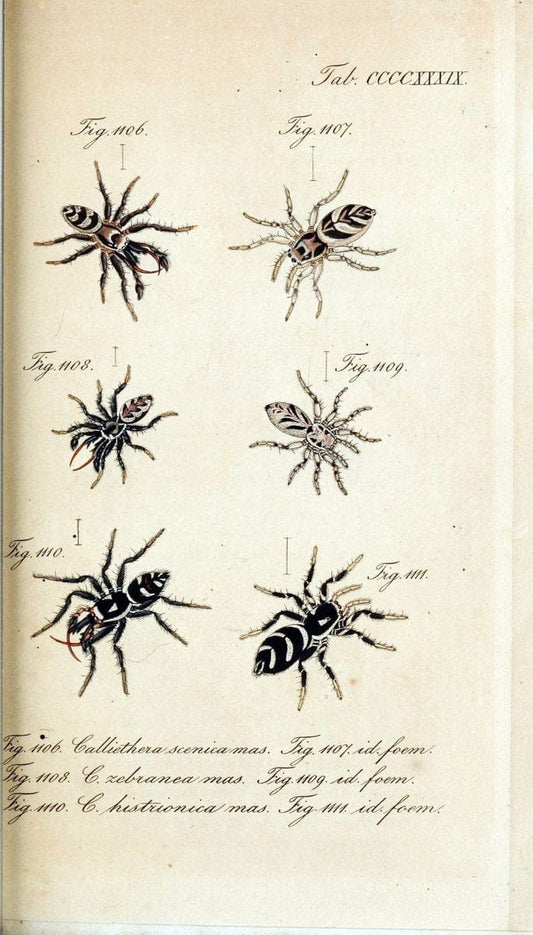 Die Arachniden :.NÃ¼rnberg :In der C. H. Zeh'schen Buchhandlung,1831-1848.  | Arachnida  | Vintage Print Reproduction 470933