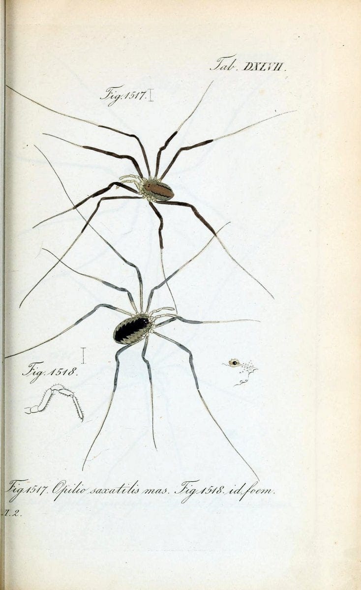 Die Arachniden :.NÃ¼rnberg :In der C. H. Zeh'schen Buchhandlung,1831-1848.  | Arachnida  | Vintage Print Reproduction 470934