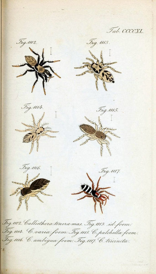 Die Arachniden :.NÃ¼rnberg :In der C. H. Zeh'schen Buchhandlung,1831-1848.  | Arachnida  | Vintage Print Reproduction 470935