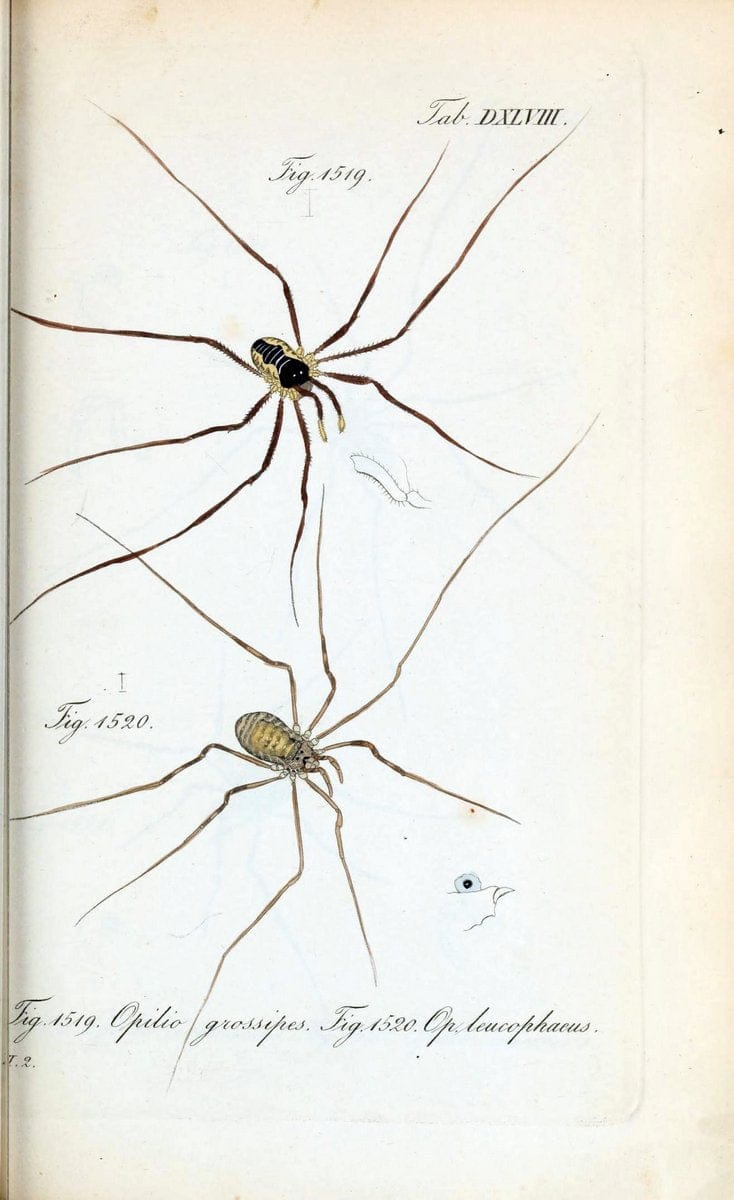 Die Arachniden :.NÃ¼rnberg :In der C. H. Zeh'schen Buchhandlung,1831-1848.  | Arachnida  | Vintage Print Reproduction 470936