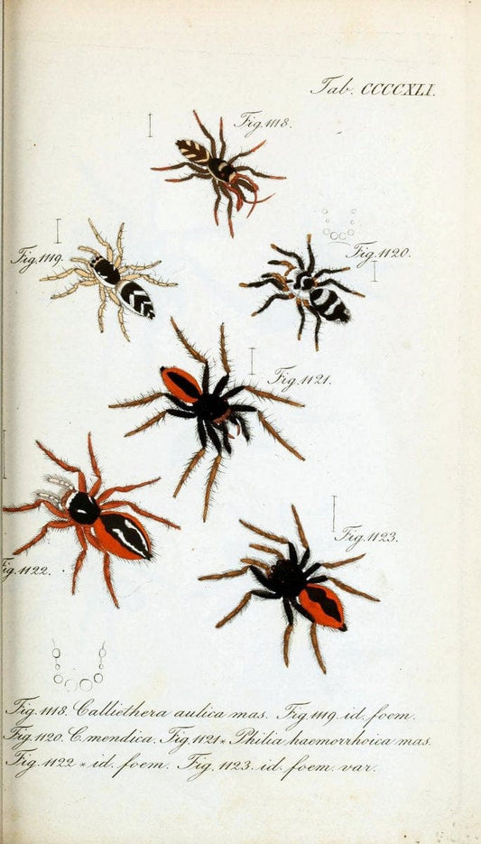 Die Arachniden :.NÃ¼rnberg :In der C. H. Zeh'schen Buchhandlung,1831-1848.  | Arachnida  | Vintage Print Reproduction 470937