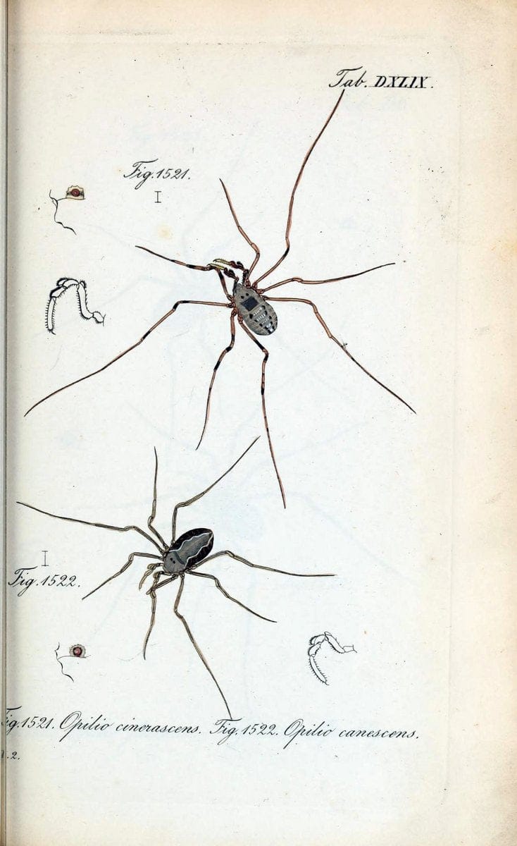 Die Arachniden :.NÃ¼rnberg :In der C. H. Zeh'schen Buchhandlung,1831-1848.  | Arachnida  | Vintage Print Reproduction 470938
