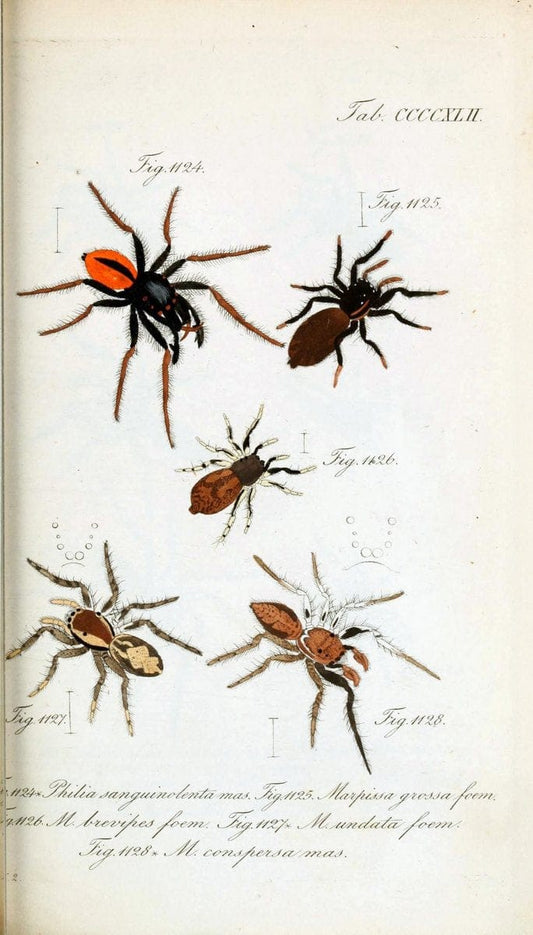 Die Arachniden :.NÃ¼rnberg :In der C. H. Zeh'schen Buchhandlung,1831-1848.  | Arachnida  | Vintage Print Reproduction 470939