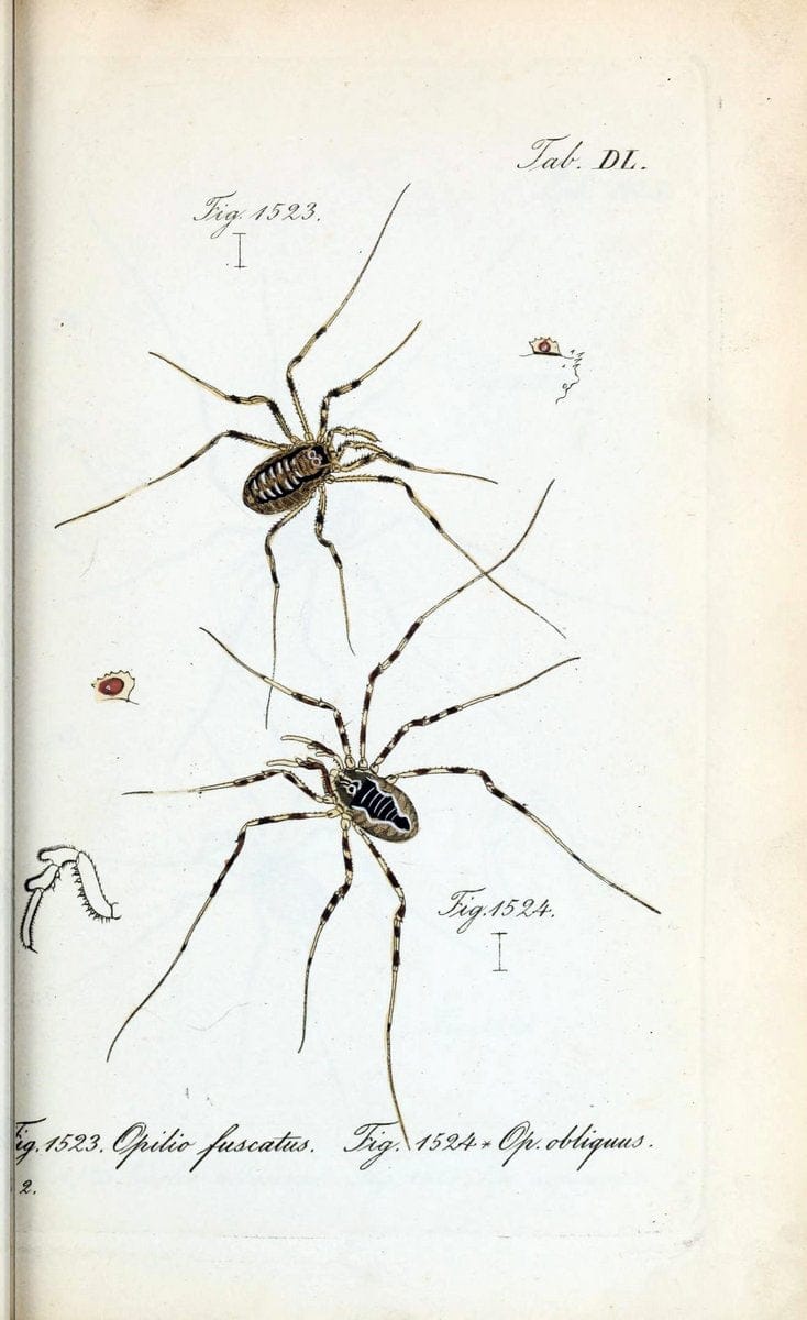 Die Arachniden :.NÃ¼rnberg :In der C. H. Zeh'schen Buchhandlung,1831-1848.  | Arachnida  | Vintage Print Reproduction 470940