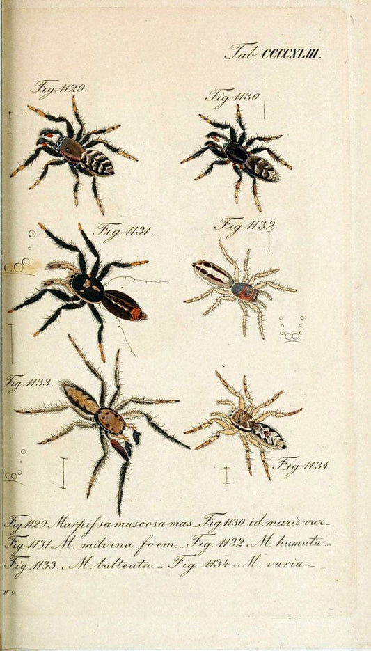 Die Arachniden :.NÃ¼rnberg :In der C. H. Zeh'schen Buchhandlung,1831-1848.  | Arachnida  | Vintage Print Reproduction 470941