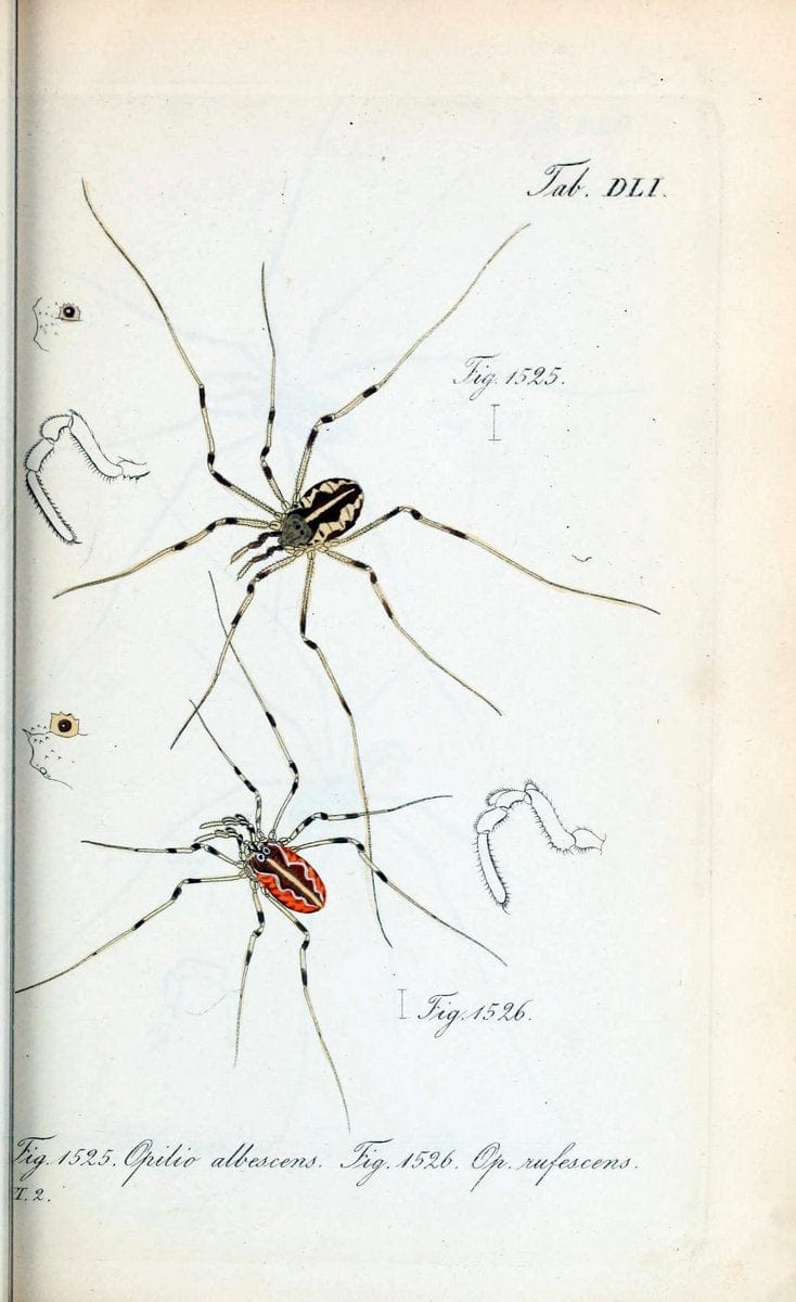 Die Arachniden :.NÃ¼rnberg :In der C. H. Zeh'schen Buchhandlung,1831-1848.  | Arachnida  | Vintage Print Reproduction 470942