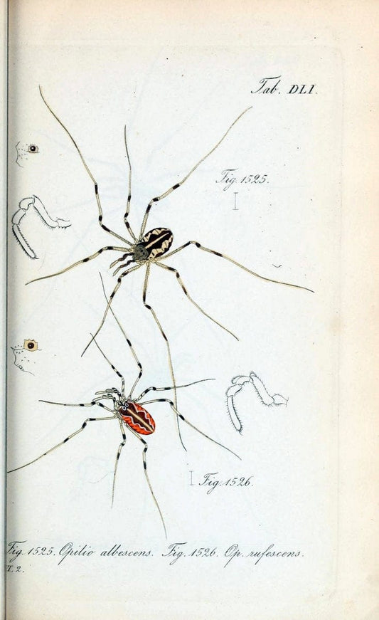 Die Arachniden :.NÃ¼rnberg :In der C. H. Zeh'schen Buchhandlung,1831-1848.  | Arachnida  | Vintage Print Reproduction 470942