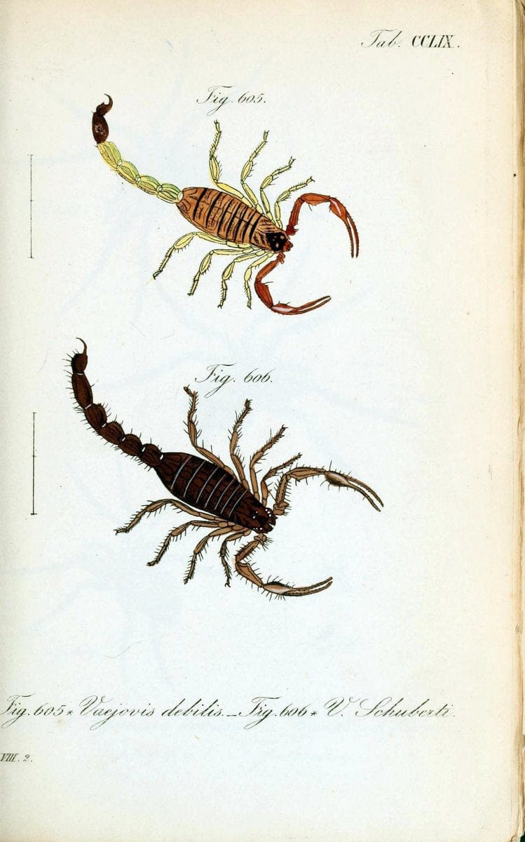 Die Arachniden :.NÃ¼rnberg :In der C. H. Zeh'schen Buchhandlung,1831-1848.  | Arachnida  | Vintage Print Reproduction 470943