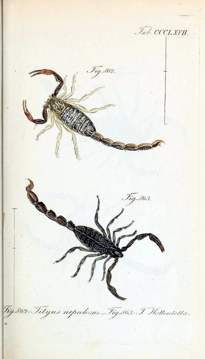 Die Arachniden :.NÃ¼rnberg :In der C. H. Zeh'schen Buchhandlung,1831-1848.  | Arachnida  | Vintage Print Reproduction 470944