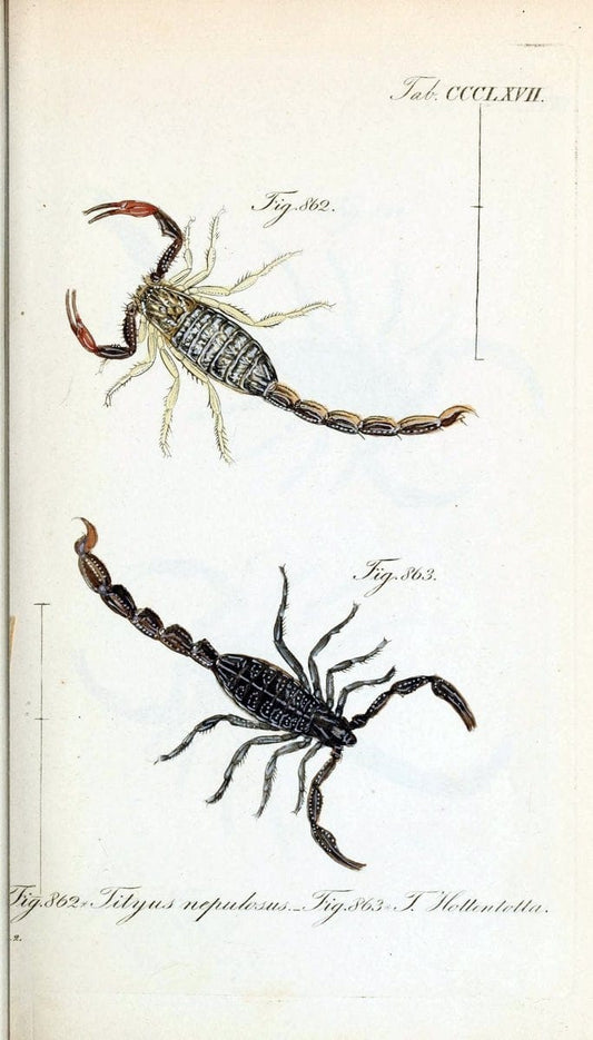 Die Arachniden :.NÃ¼rnberg :In der C. H. Zeh'schen Buchhandlung,1831-1848.  | Arachnida  | Vintage Print Reproduction 470944
