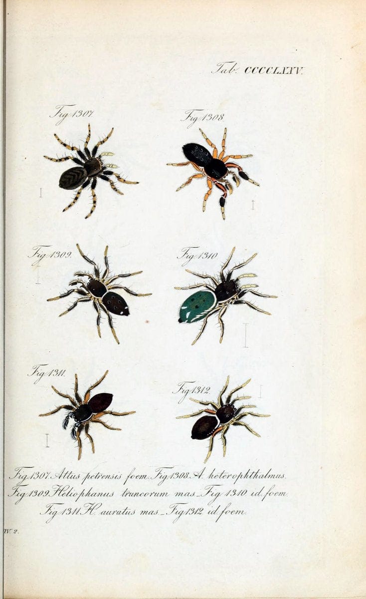 Die Arachniden :.NÃ¼rnberg :In der C. H. Zeh'schen Buchhandlung,1831-1848.  | Arachnida  | Vintage Print Reproduction 470945