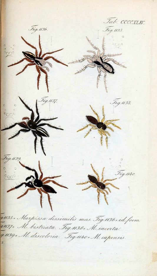 Die Arachniden :.NÃ¼rnberg :In der C. H. Zeh'schen Buchhandlung,1831-1848.  | Arachnida  | Vintage Print Reproduction 470946