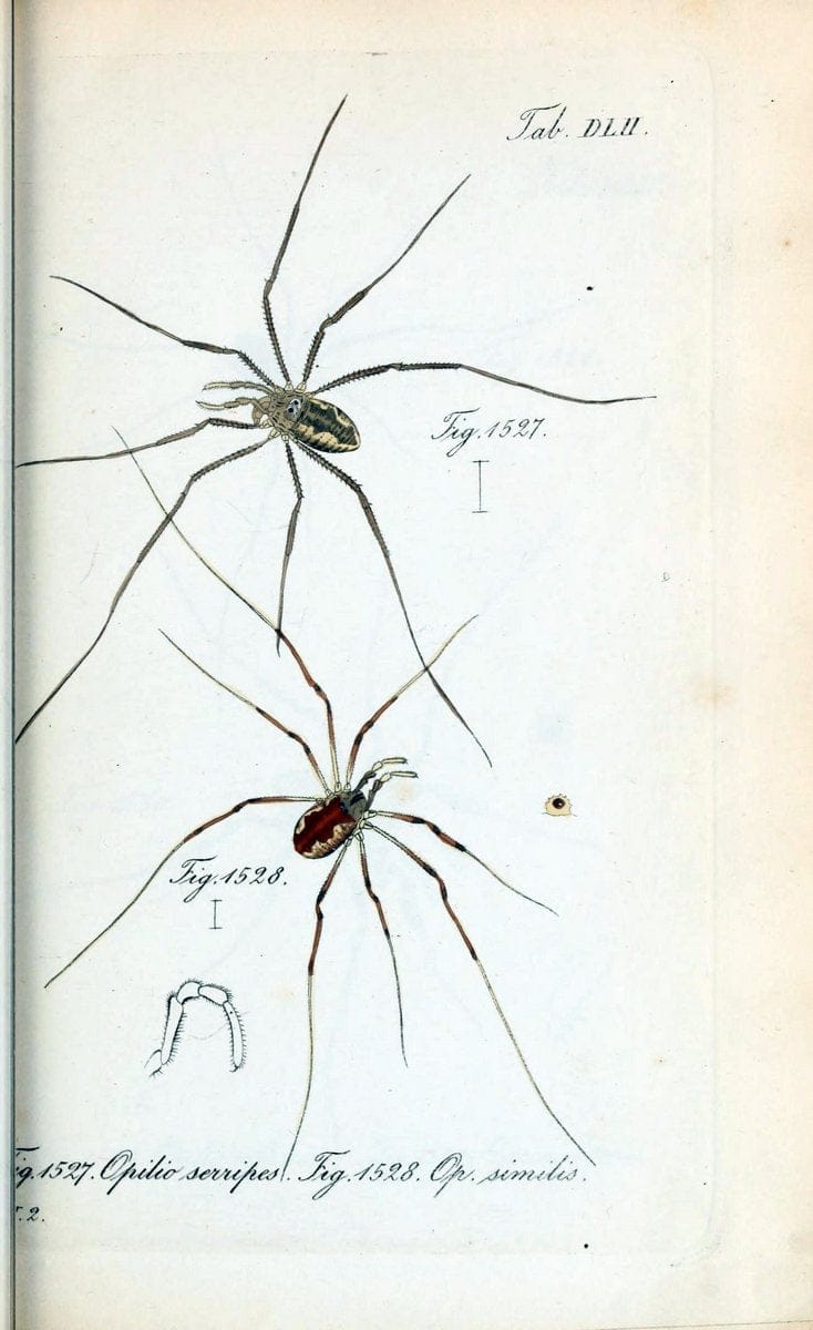 Die Arachniden :.NÃ¼rnberg :In der C. H. Zeh'schen Buchhandlung,1831-1848.  | Arachnida  | Vintage Print Reproduction 470947