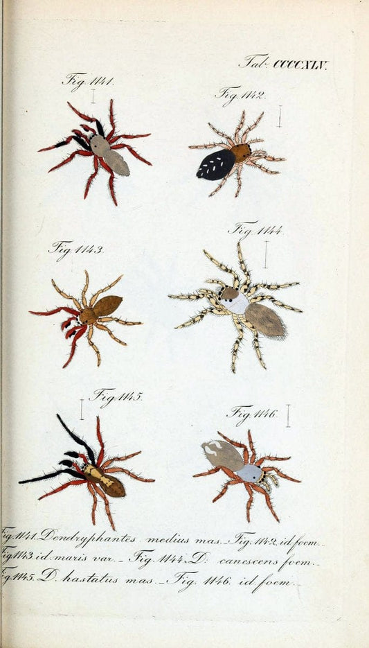 Die Arachniden :.NÃ¼rnberg :In der C. H. Zeh'schen Buchhandlung,1831-1848.  | Arachnida  | Vintage Print Reproduction 470948