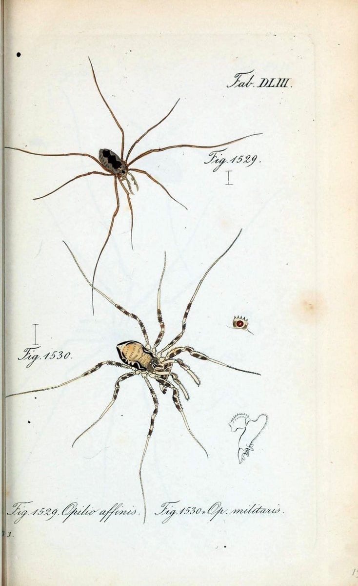 Die Arachniden :.NÃ¼rnberg :In der C. H. Zeh'schen Buchhandlung,1831-1848.  | Arachnida  | Vintage Print Reproduction 470949