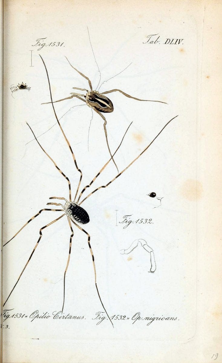 Die Arachniden :.NÃ¼rnberg :In der C. H. Zeh'schen Buchhandlung,1831-1848.  | Arachnida  | Vintage Print Reproduction 470951