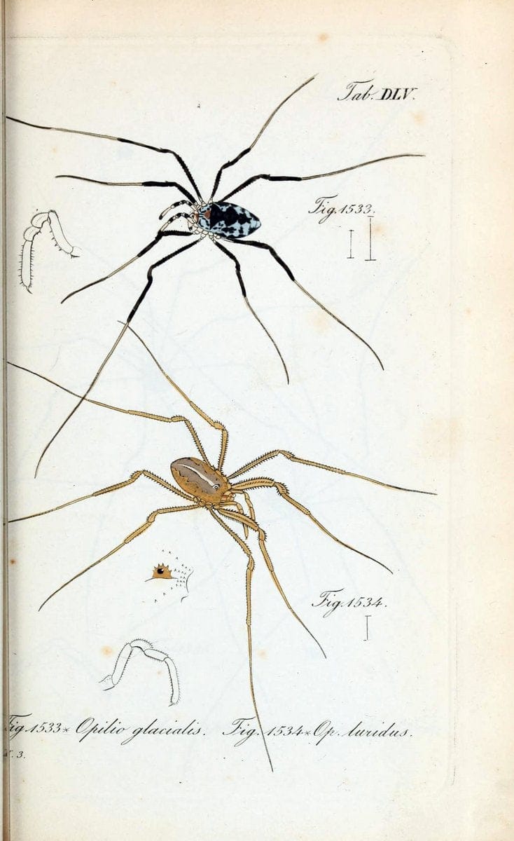 Die Arachniden :.NÃ¼rnberg :In der C. H. Zeh'schen Buchhandlung,1831-1848.  | Arachnida  | Vintage Print Reproduction 470953