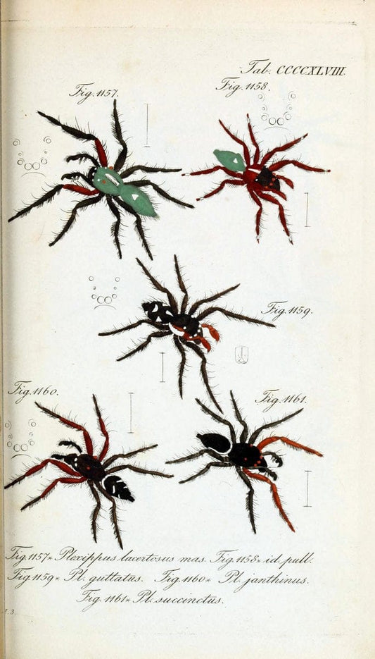 Die Arachniden :.NÃ¼rnberg :In der C. H. Zeh'schen Buchhandlung,1831-1848.  | Arachnida  | Vintage Print Reproduction 470954