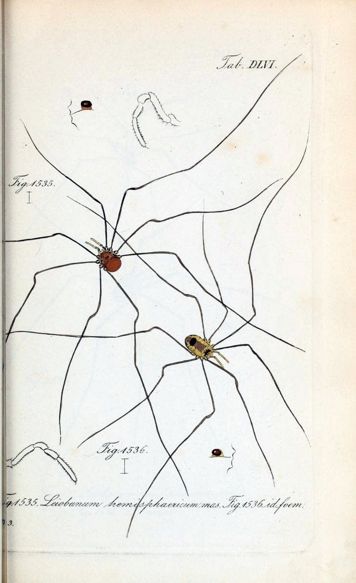 Die Arachniden :.NÃ¼rnberg :In der C. H. Zeh'schen Buchhandlung,1831-1848.  | Arachnida  | Vintage Print Reproduction 470955